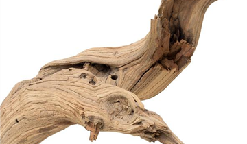 fleur ami Ghostwood