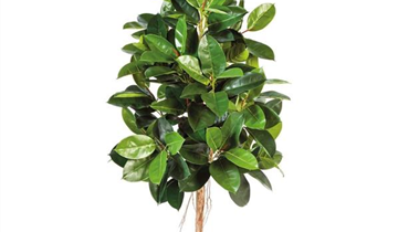 fleur ami FICUS ELASTICA Kunstpflanze
