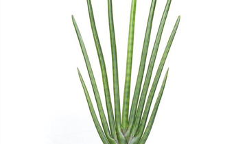 efeutute Groe Silbrige Efeutute | Scindapsus