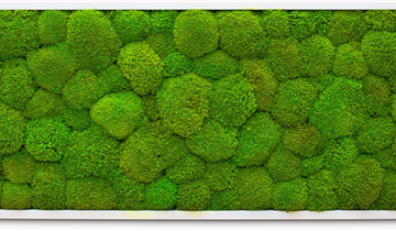 fleur ami PREMIUM Moos-Bild