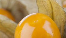 Physalis peruviana