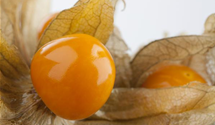 Physalis peruviana