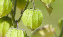 Physalis peruviana