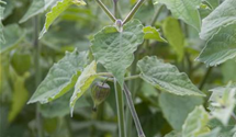 Physalis peruviana