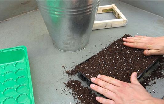 Gurken - Aussäen von Samen Gurken - Aussäen von Samen