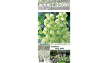 Fritillaria persica 'Ivory Bells'