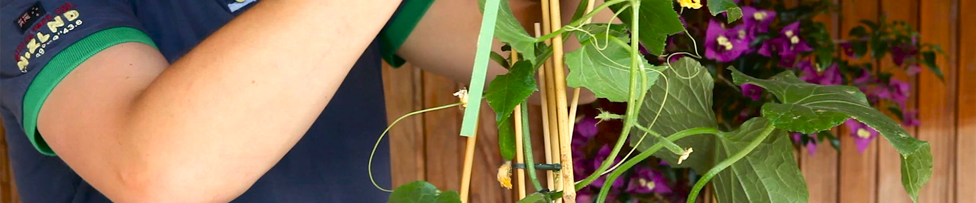 Gurken - Hochbinden (thumbnail) Gurken - Hochbinden (thumbnail)