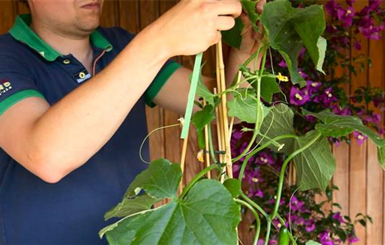 Gurken - Hochbinden Gurken - Hochbinden