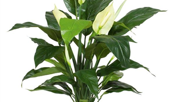 fleur ami SPATHIPHYLLUM DELUXE Kunstpflanze