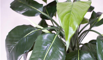 fleur ami SPATHIPHYLLUM DELUXE Kunstpflanze
