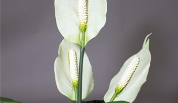 fleur ami SPATHIPHYLLUM DELUXE Kunstpflanze