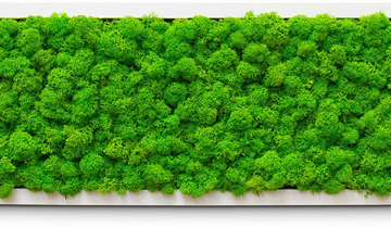 fleur ami PREMIUM Moos-Bild