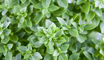 Ocimum basilicum 'Piccolino'