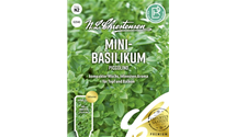 Ocimum basilicum 'Piccolino'