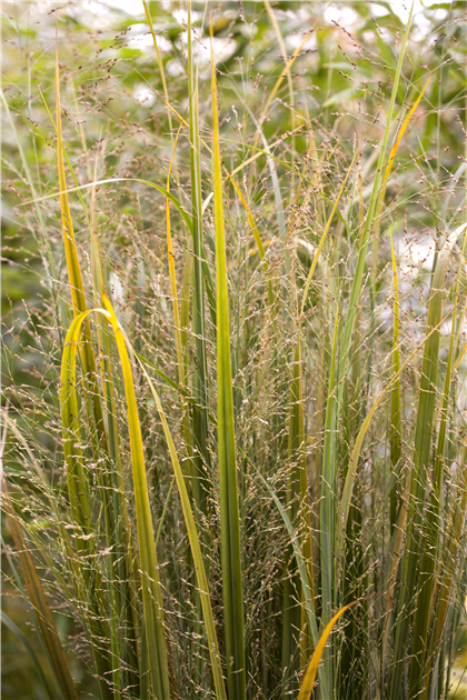 Garten-Ruten-Hirse 'Northwind'