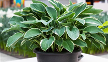 Hosta 'Tom Schmid'