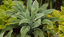 Hosta 'Tom Schmid'