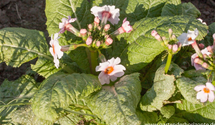 Primula japonica 'Appleblossom'