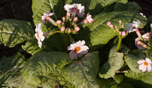 Primula japonica 'Appleblossom'
