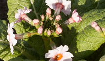 Primula japonica 'Appleblossom'