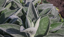 Stachys byzantina 'Big Ears'