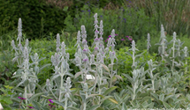Stachys byzantina 'Big Ears'
