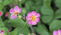 Fragaria x ananassa 'Pink Panda'®