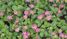 Fragaria x ananassa 'Pink Panda'®