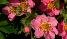 Fragaria x ananassa 'Pink Panda'®