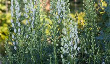 Aconitum napellus 'Schneewittchen'