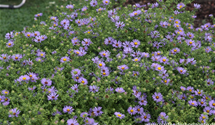 Aster oblongifolius 'October Skies'