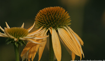 Echinacea purpurea 'Harvest Moon'®
