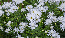 Aster dumosus 'Kristina'