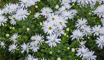 Aster dumosus 'Kristina'