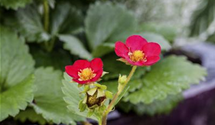 Fragaria x ananassa 'Red Ruby'®