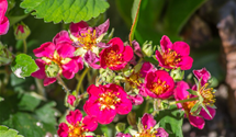 Fragaria x ananassa 'Red Ruby'®