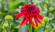 Echinacea purpurea 'Eccentric'®