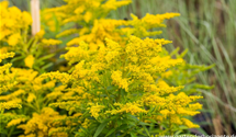 Solidago 'Strahlenkrone'