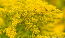 Solidago 'Strahlenkrone'