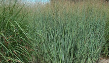 Panicum virgatum 'Heavy Metal'