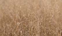 Panicum virgatum 'Heavy Metal'