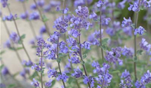Nepeta x faassenii 'Auslese'
