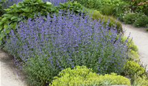 Nepeta x faassenii 'Auslese'