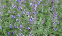 Nepeta x faassenii 'Auslese'