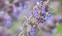 Nepeta x faassenii 'Auslese'