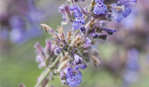 Nepeta x faassenii 'Auslese'