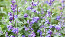 Nepeta x faassenii 'Auslese'