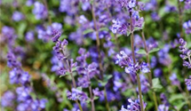 Nepeta x faassenii 'Auslese'