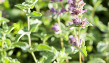 Nepeta x faassenii 'Auslese'