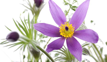 Pulsatilla vulgaris